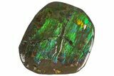 Iridescent Ammolite (Fossil Ammonite Shell) - Alberta, Canada #156836-2